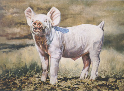 0135._Little_porker.jpg