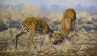 Black Faced Impala,Etosha,Antelope,Africa