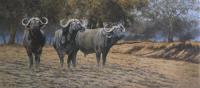 Buffalo, Zimbabwe, Africa, Mana Pools