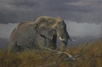 Elephant, Africa,