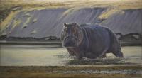 Hippo,River,Luangea.Zambia,Africa