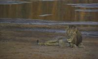 Africa,Lion,Big Cats,Predators,Oil Painting, Feline,